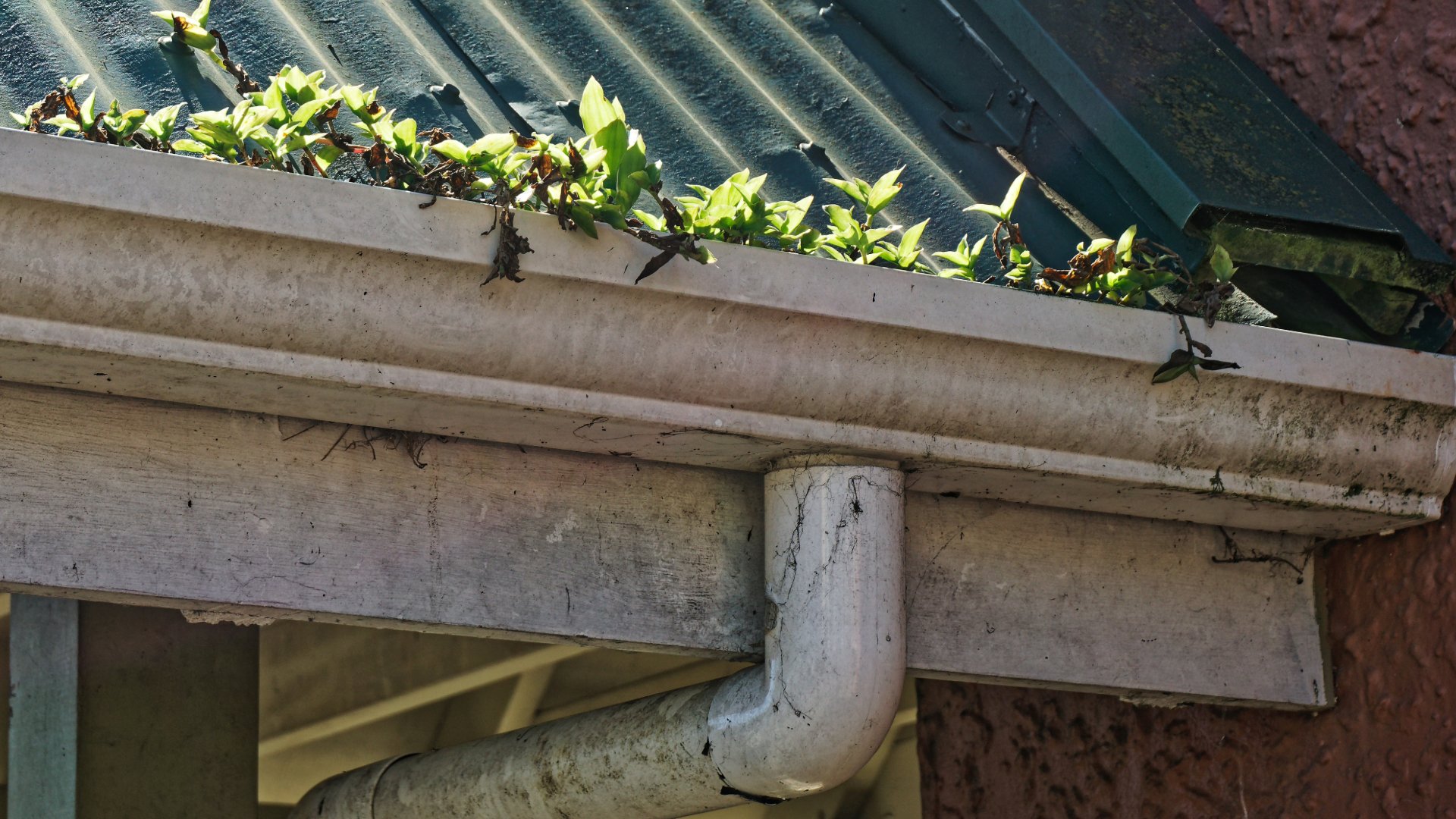 Clean Overgrown Clogged Gutters